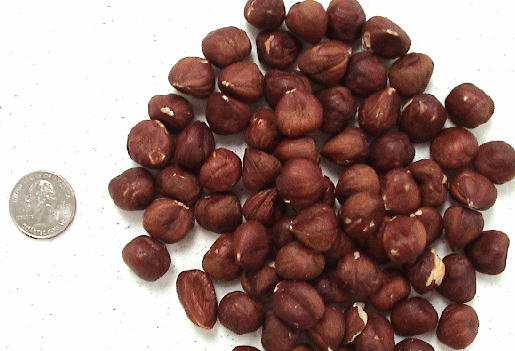 Organic Filberts - Shelled: 1/4 Pound